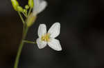 Lyrate rockcress